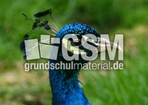 Blauer-Pfau_8119.jpg